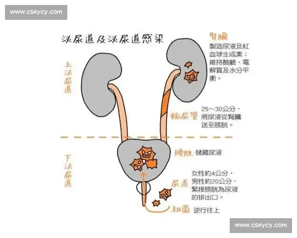 男科健康新趋势：男性生殖与泌尿系统疾病预防与治疗新方法解析